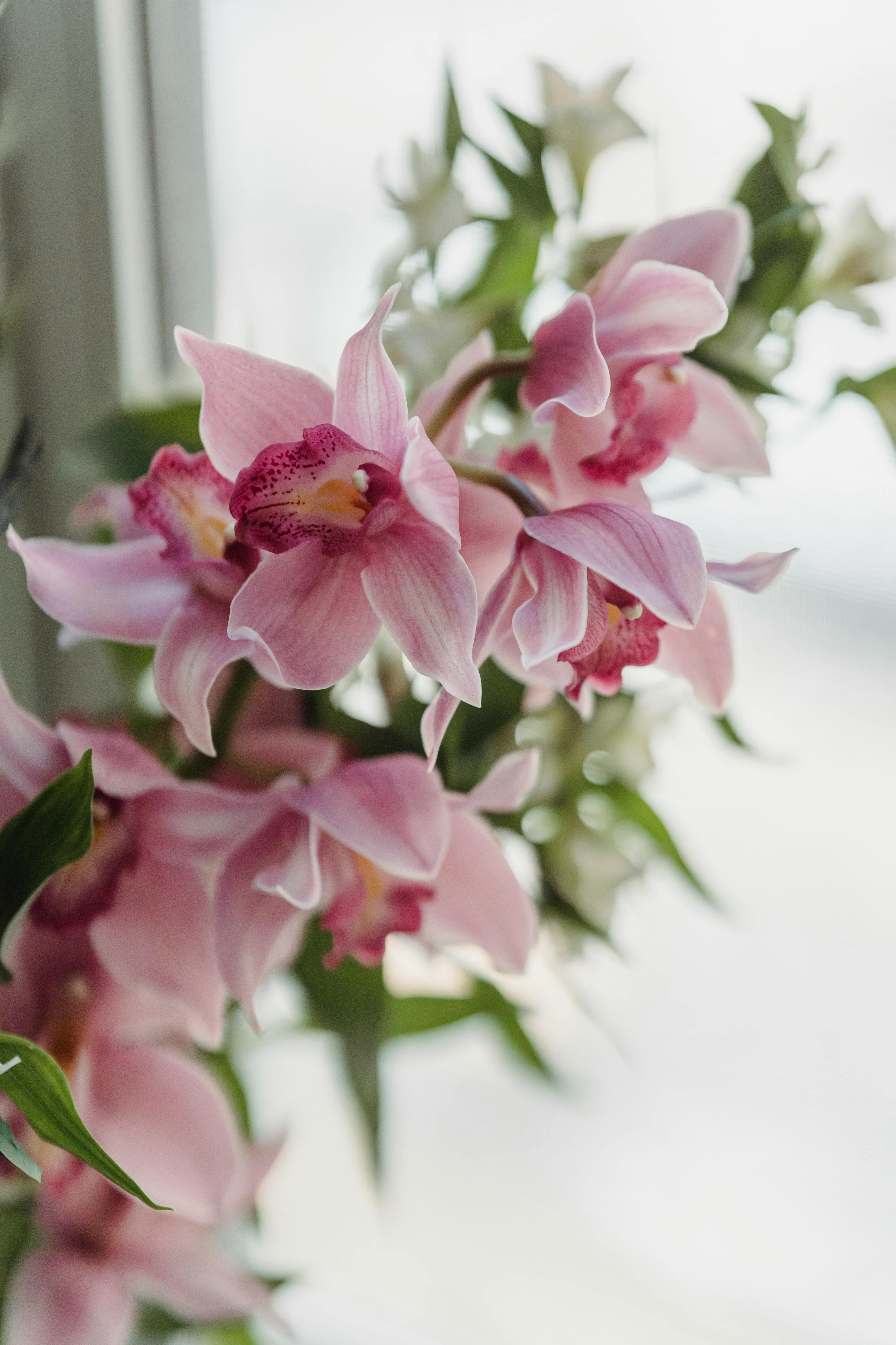 Delicate pink orchid flowers elegantly bloom with soft natural light, creating a tranquil setting.