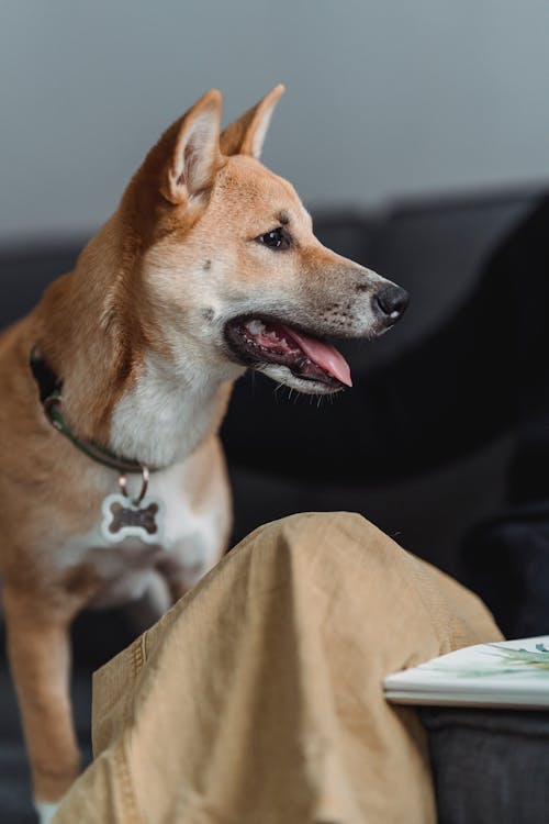 Kostenloses Stock Foto zu haustier, hund, hündisch