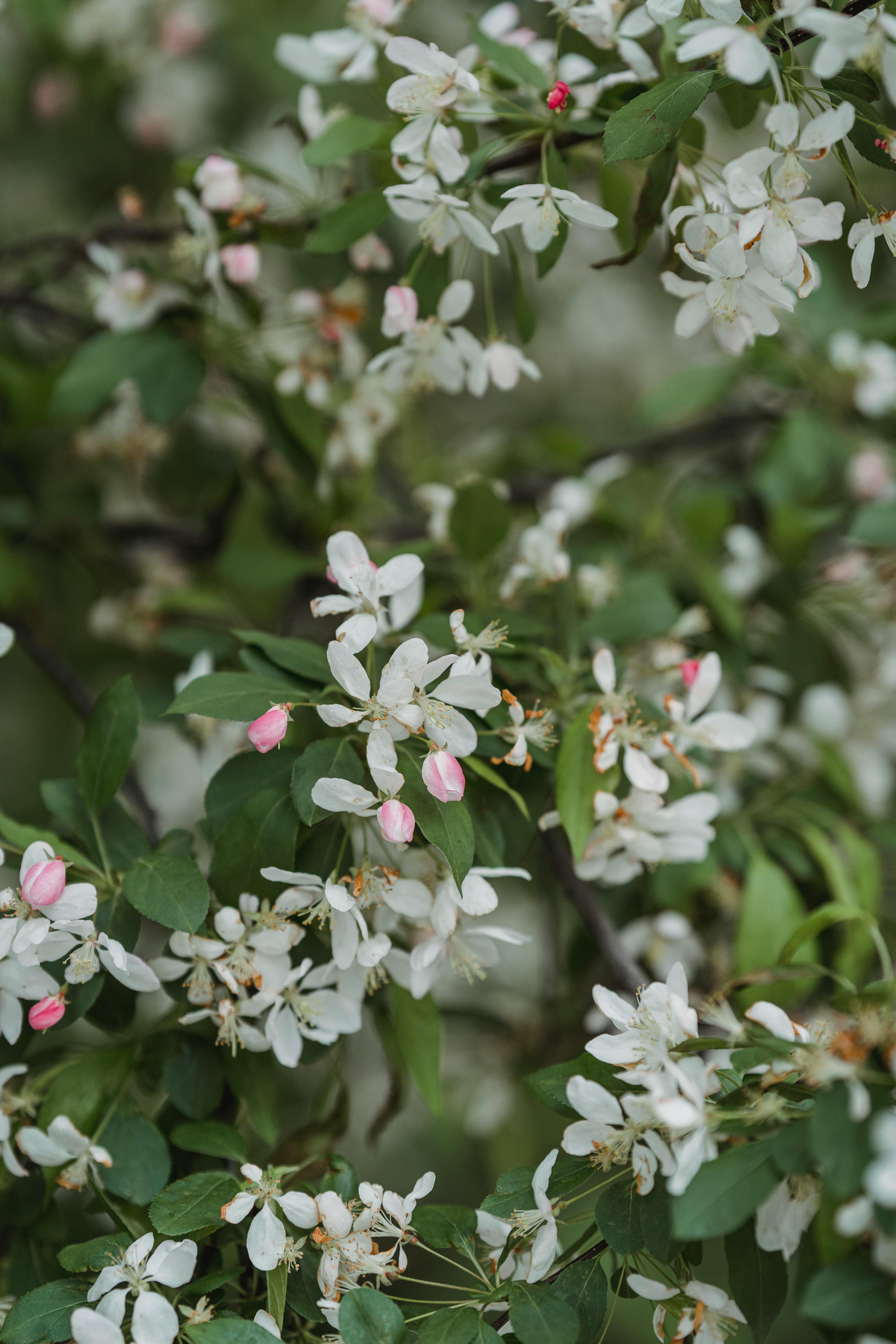 Hình ảnh hoa nhài Jasmine đẹp nhẹ nhàng trong sáng nhất