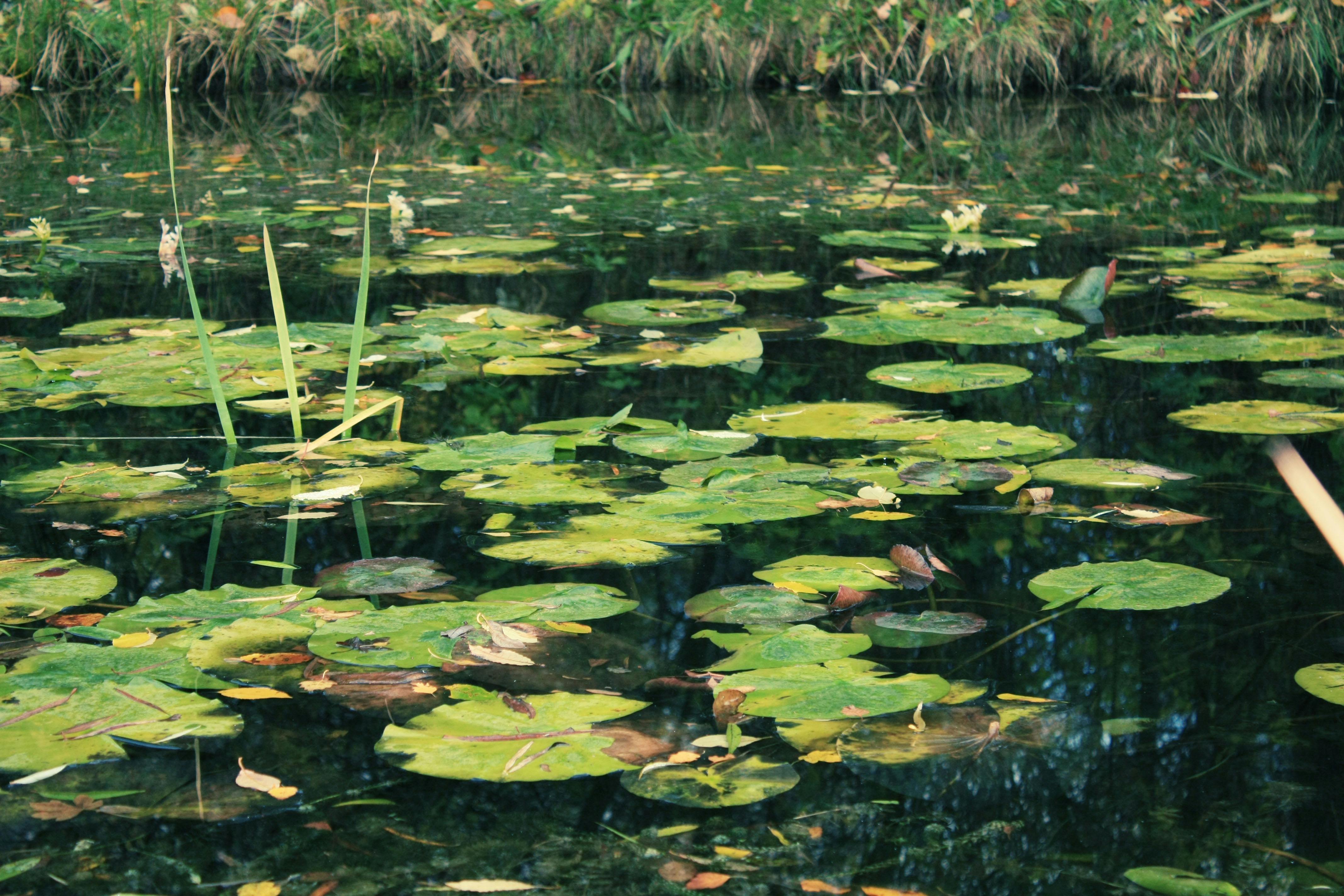 Free Stock Photo Of Grass, Lily Pads, Pond