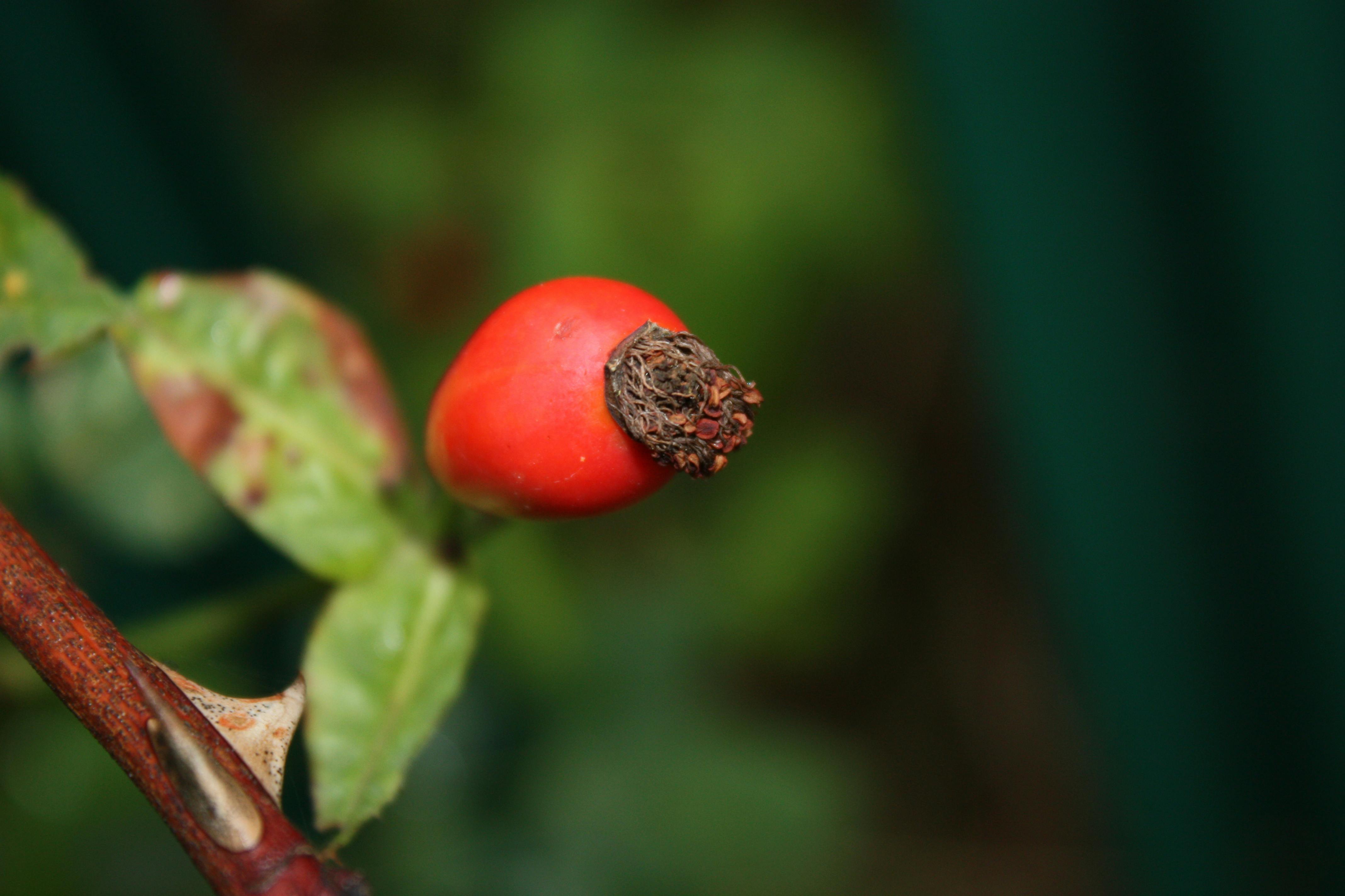 Free stock photo of close up, leafs, rose hip