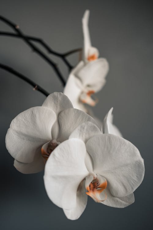 Free White Moth Orchids in Close Up Photography Stock Photo