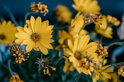 Free Yellow Flowers in Close Up Photography Stock Photo