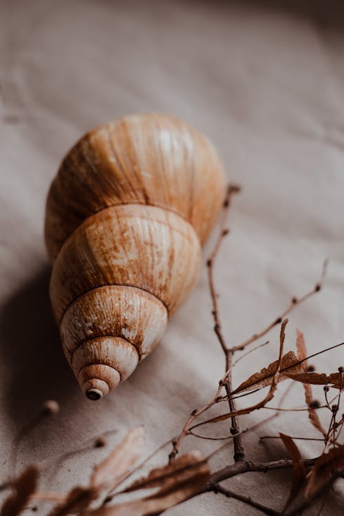 Free Close Up Photo of a Snail Shell Stock Photo