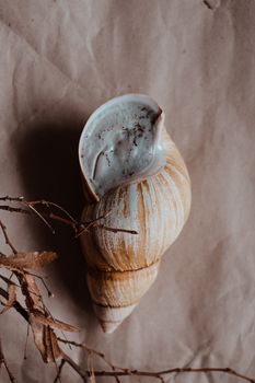 A close-up photo of a seashell next to dry branches on textured paper.