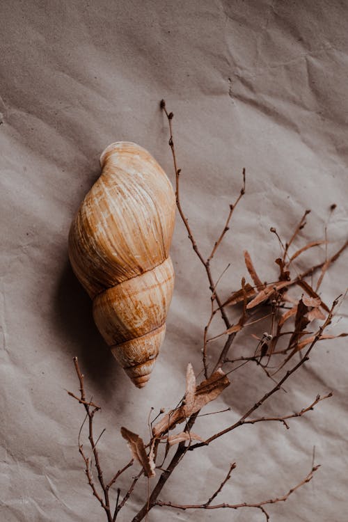 Gratis arkivbilde med bløtdyr, gastropod, nærbilde