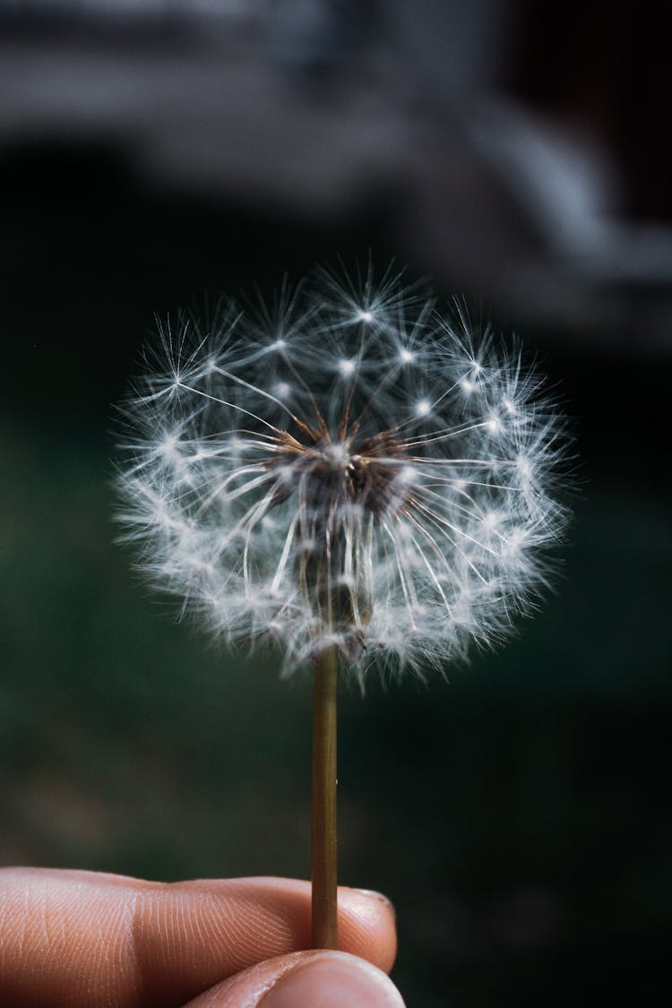 Fingers Holding Dandelion