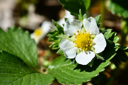 Free stock photo of 1 1, beautiful, beautiful flowers