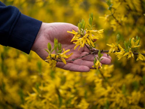 Δωρεάν στοκ φωτογραφιών με άγγιγμα, ανθισμένος, κίτρινα άνθη