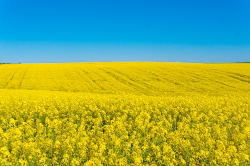 Foto profissional grátis de agricultura, ao ar livre, área