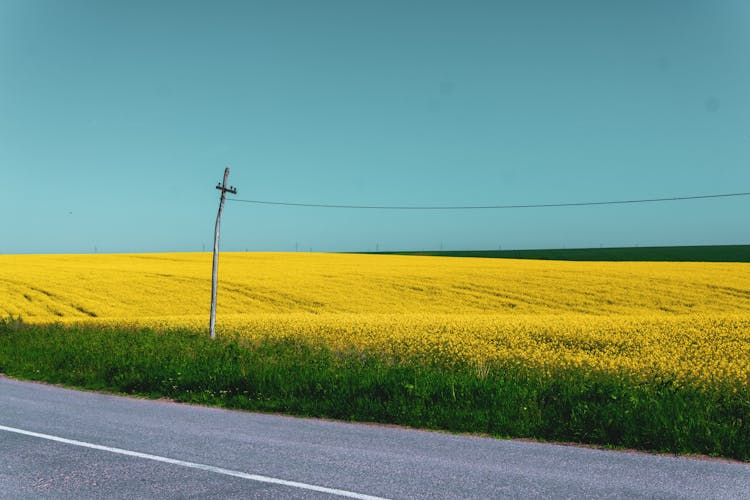 Field Of Yellow Flowers