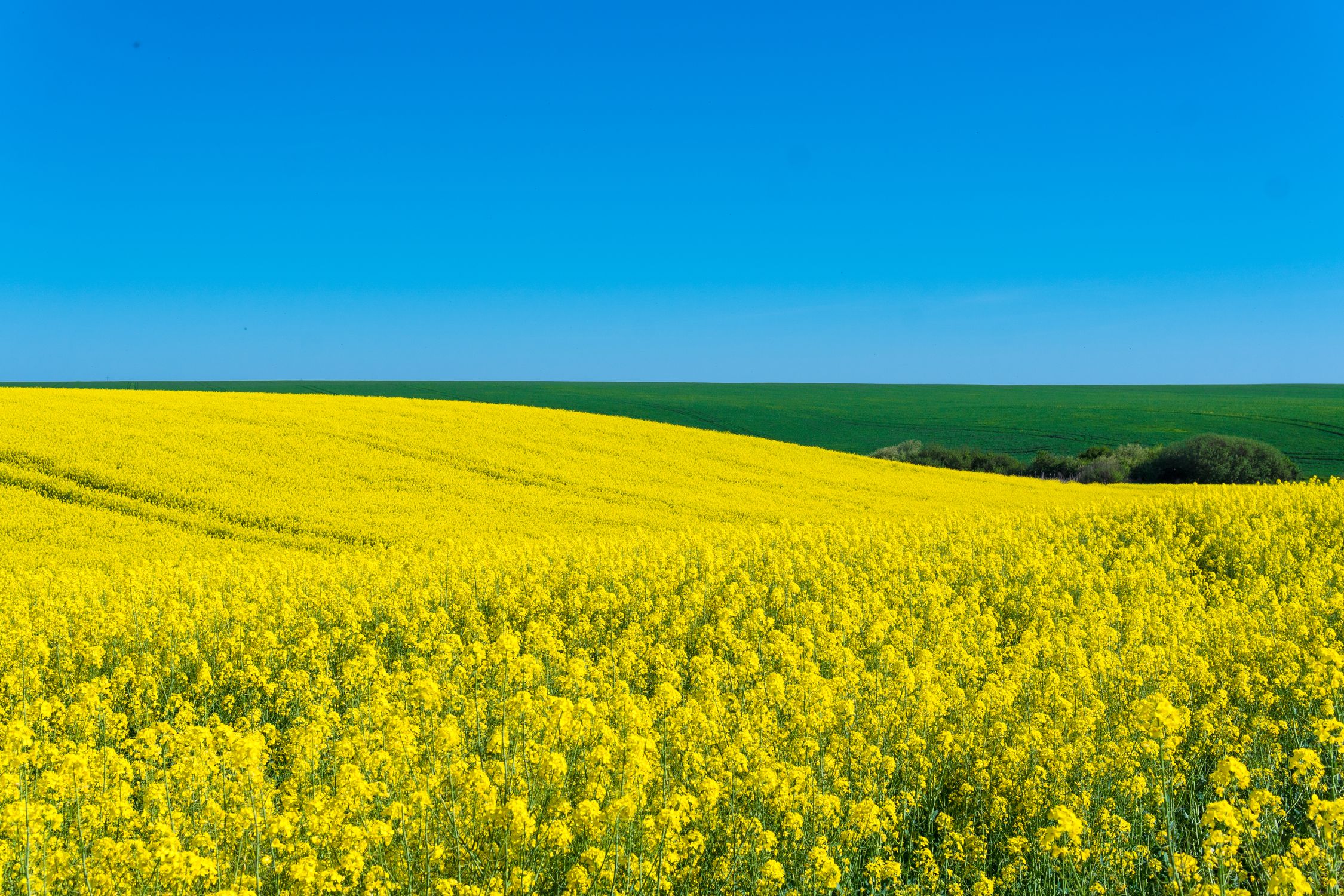 Field of Yellow Flowers · Free Stock Photo