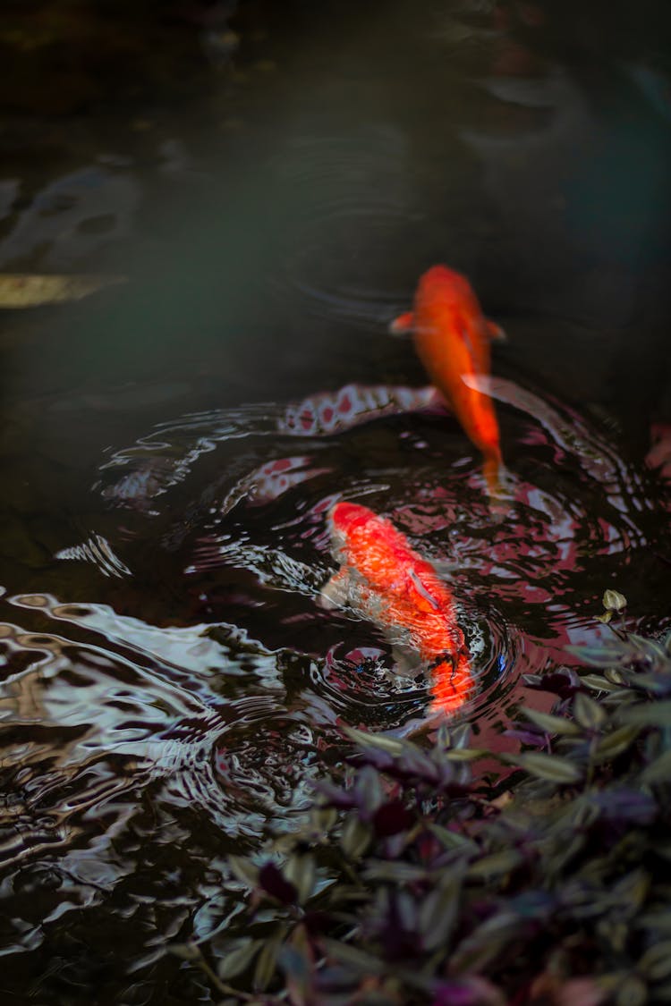 Red Koi Fish Swimming In Pond