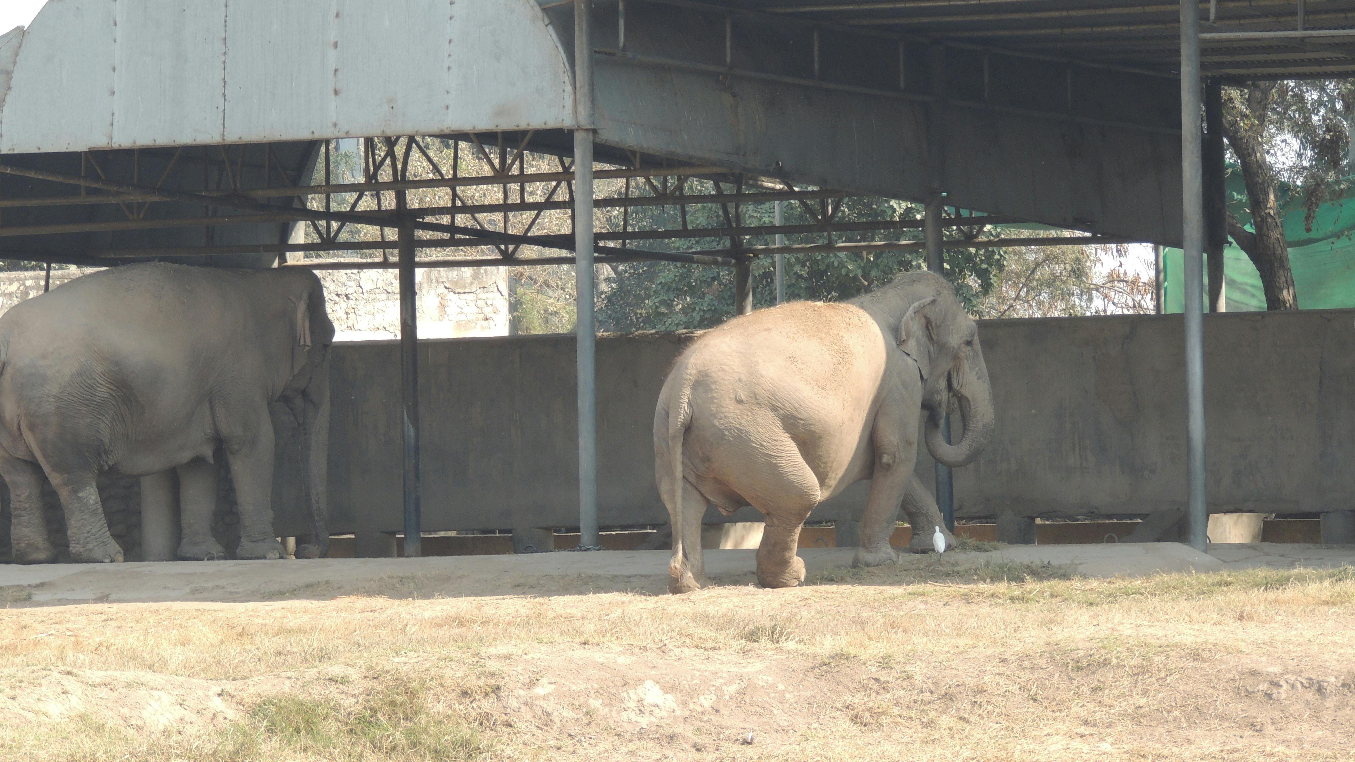 Download 53 Koleksi Gambar Gajah Resolusi Tinggi  Gratis