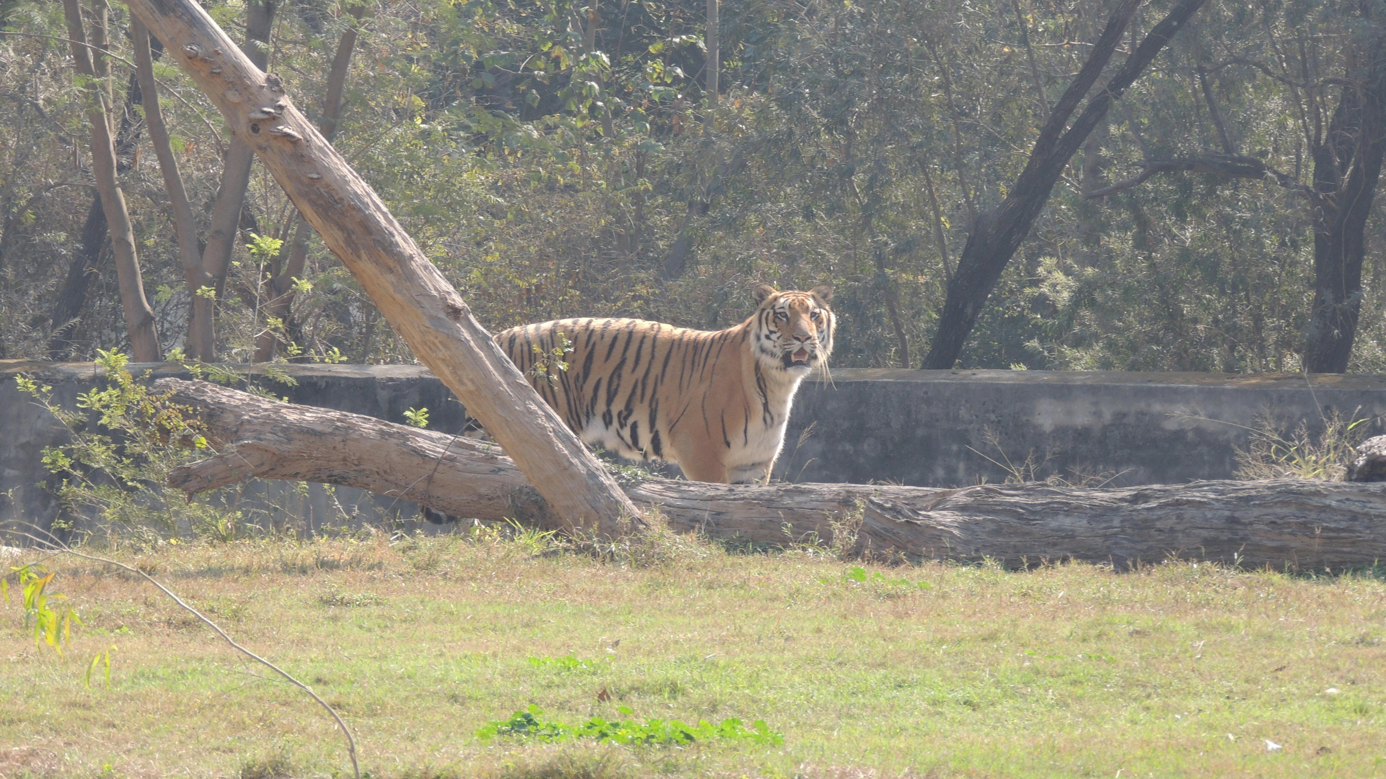 Free stock photo of tiger, wildlife