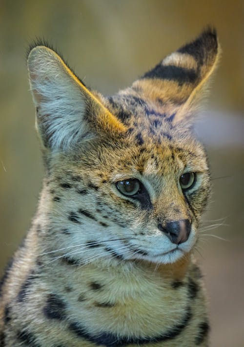 Free Wild cat with fluffy spotted fur and long ears looking away with attentive gaze while sitting in nature against blurred background Stock Photo