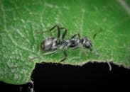 Black Ant on the Leaf