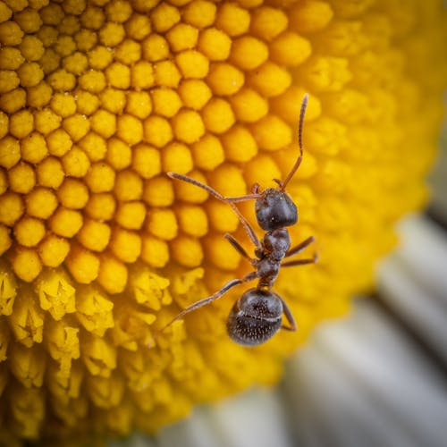 Close-up of an Ant Sitting on a Flower 