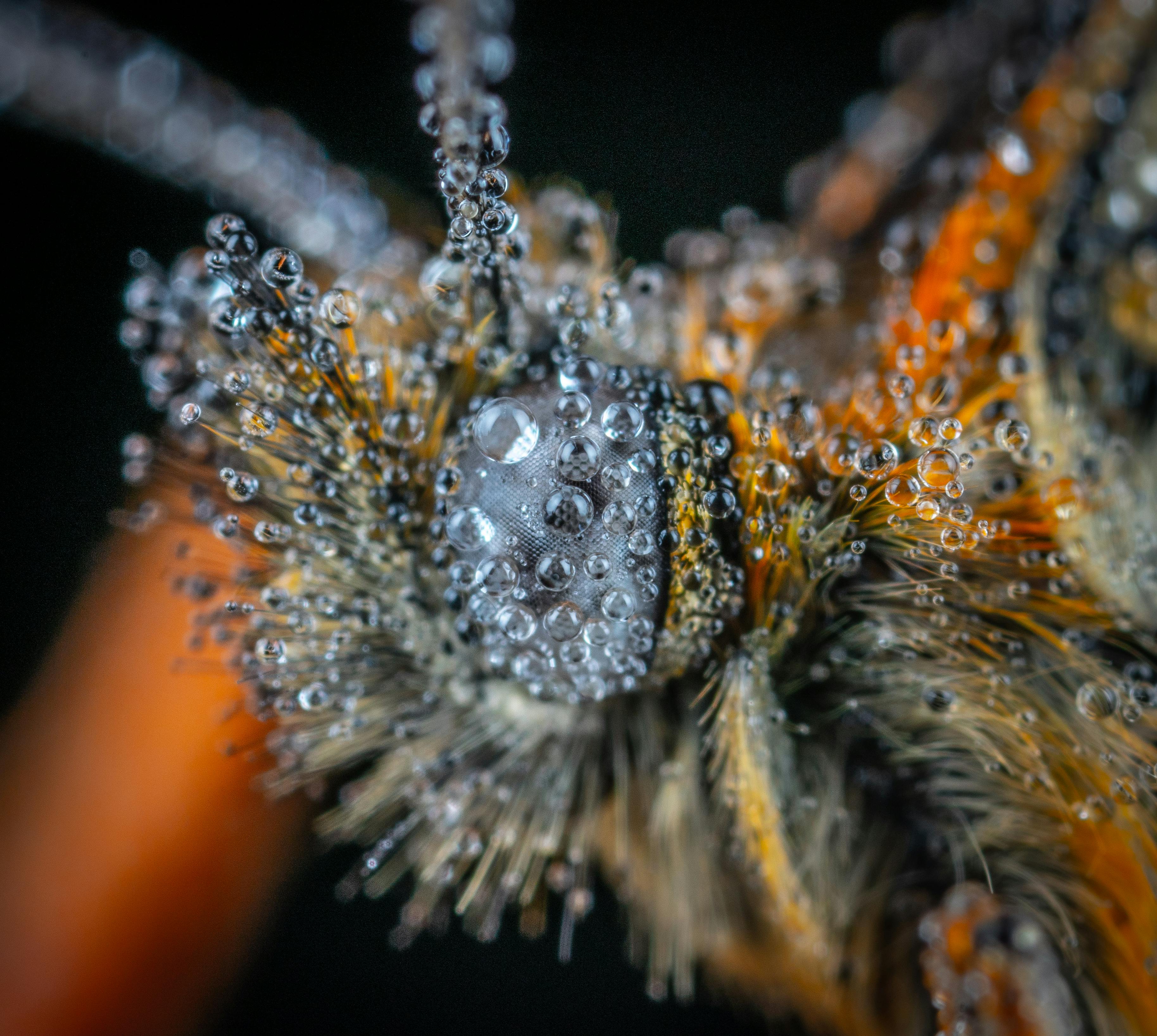 Smartphone Galaxy S21 Ultra Macro Photography Macro Photography Of