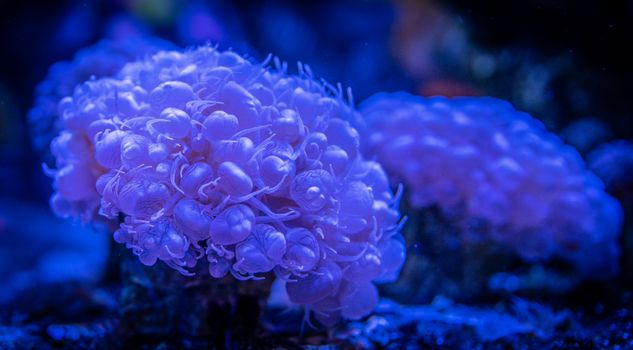 Detailed close-up of a vibrant underwater coral with blue lighting, showcasing intricate textures.