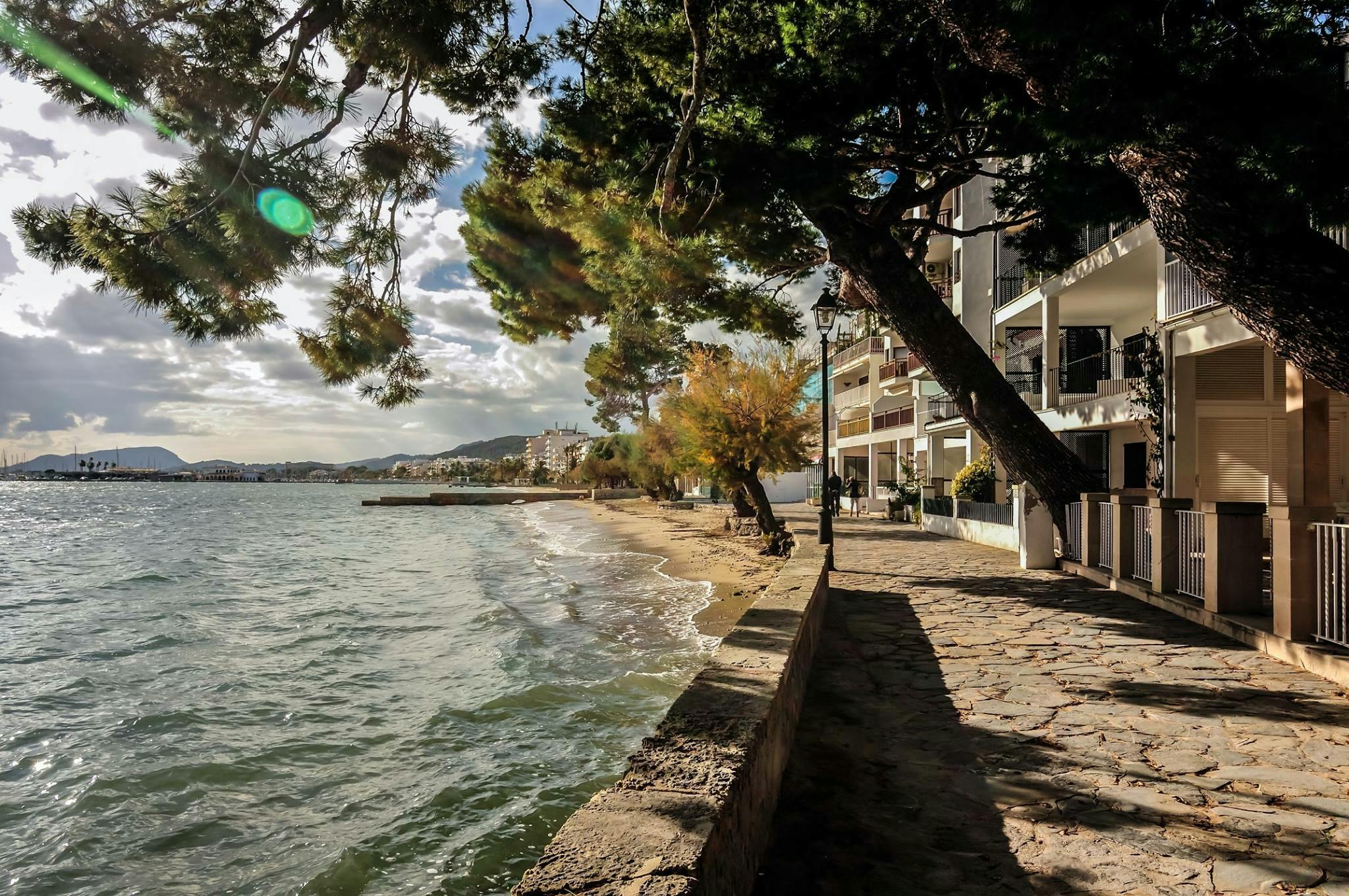 Free Stock Photo Of Majorca Pine Walk Puerto Pollensa Images, Photos, Reviews