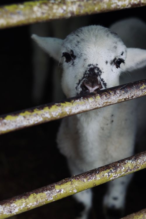 Free From above of adorable white fluffy sheep standing in enclosure with metal barrier in rural farm in daylight Stock Photo
