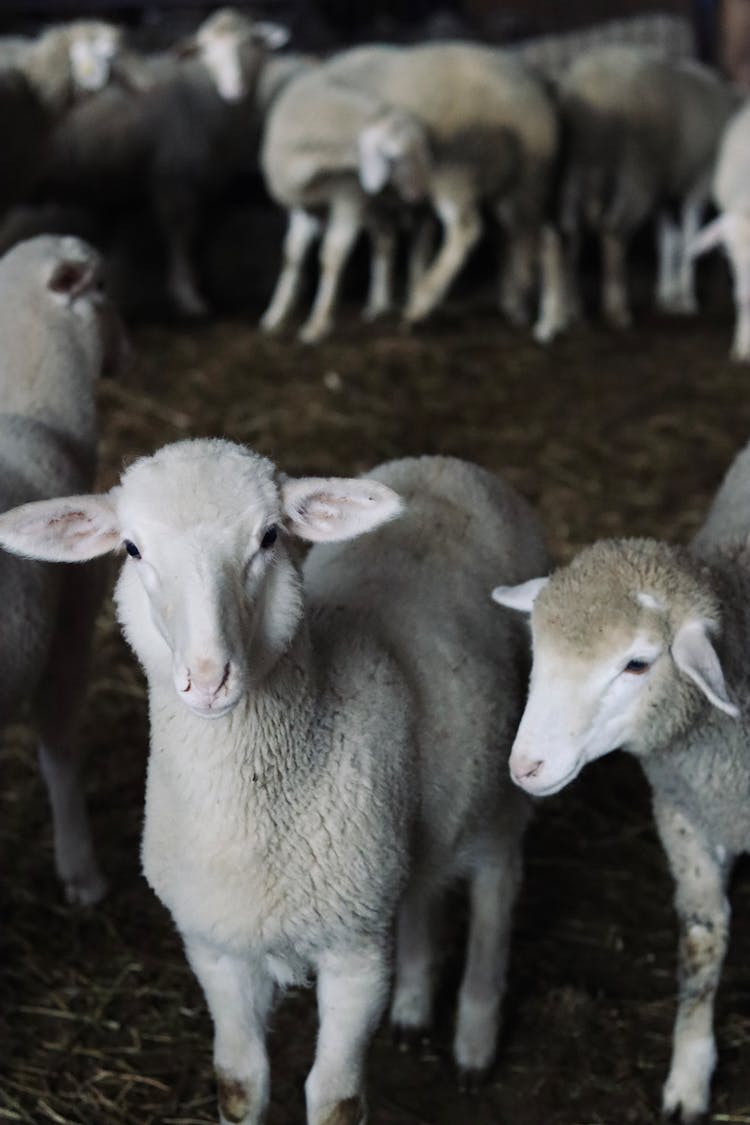 Sheep Standing In Enclosure In Farmland