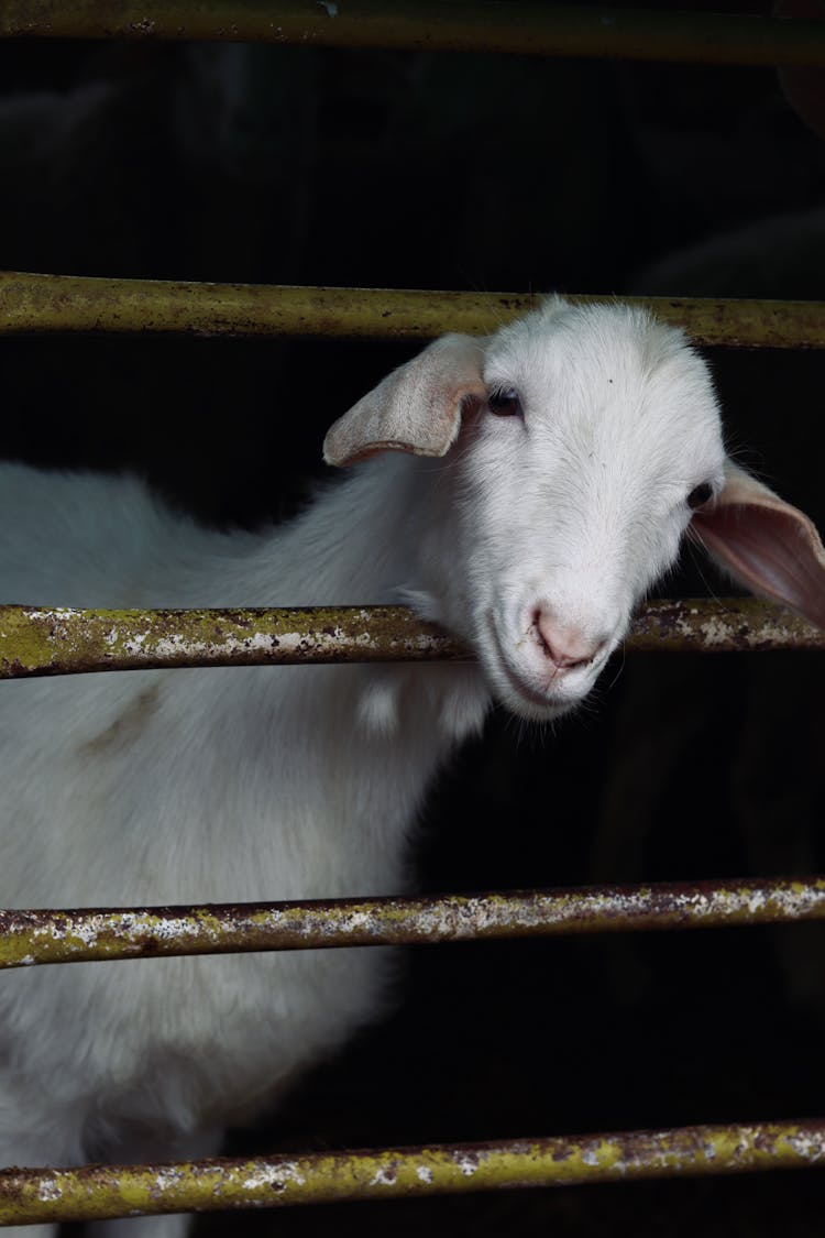 Cute White Goat In Farm