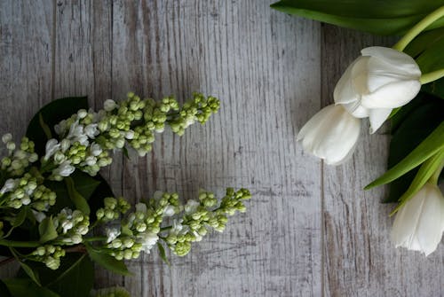 Free From above of fresh aromatic tulips and branches of white lilac placed on wooden table in daytime Stock Photo