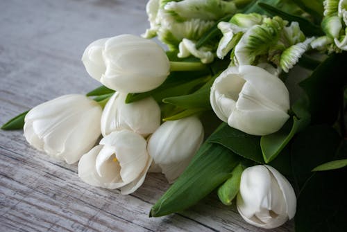 Aromatic fresh white tulips and Super Parrot tulips placed on wooden surface in daytime