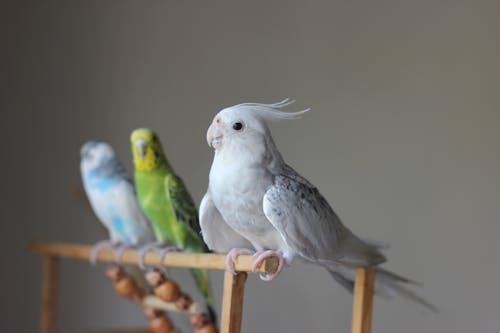 Birds Perched on the Brown Wooden Stick