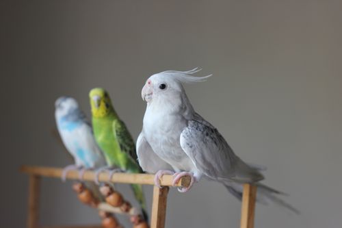 Free Close-up of three colorful parrots perched indoors on a wooden stand. Stock Photo