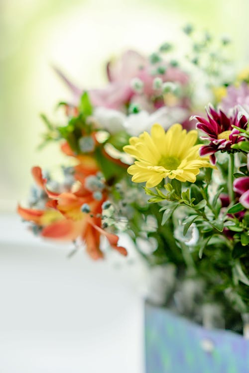 Free Bouquet of fresh chrysanthemums in box Stock Photo