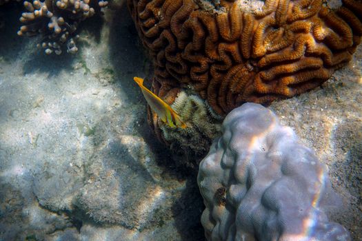 Heart Reef helicopter scenic — Great Barrier Reef