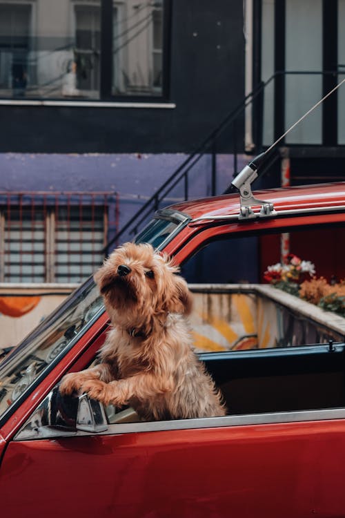 A Brown Dog on Red Car