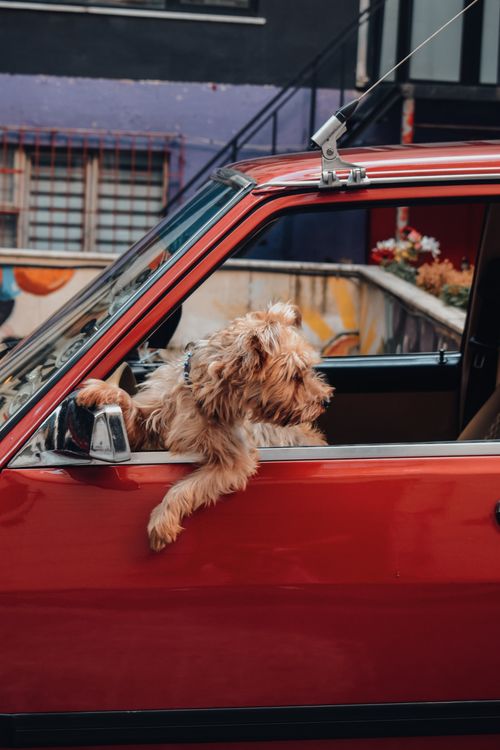 Free A cute dog leans out of a car window, enjoying the city view on a sunny day. Stock Photo