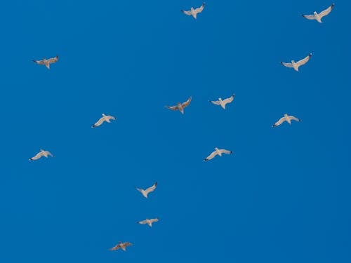 бесплатная Стая птиц, летящих под голубым небом Стоковое фото
