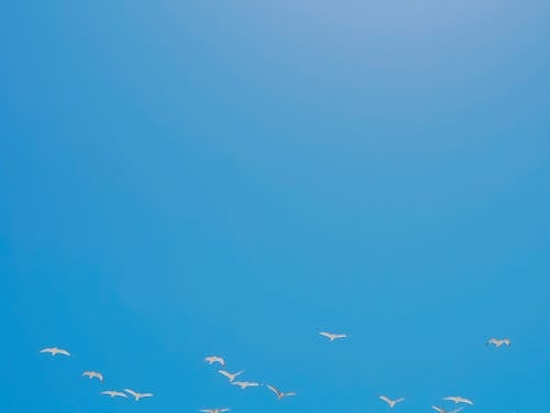Безкоштовне стокове фото на тему «зграя птахів, небо, політ»