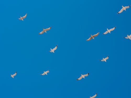 Gratis arkivbilde med blå himmel, flokk, fly