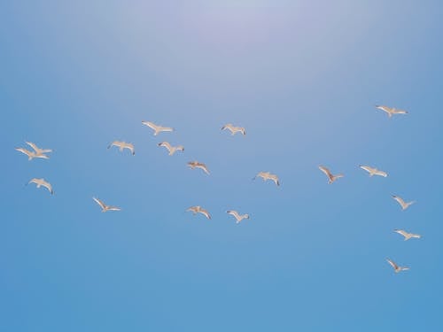 Základová fotografie zdarma na téma hejno, létání, modrá obloha