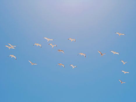 A flock of seagulls gracefully flying across a bright blue sky on a clear day.