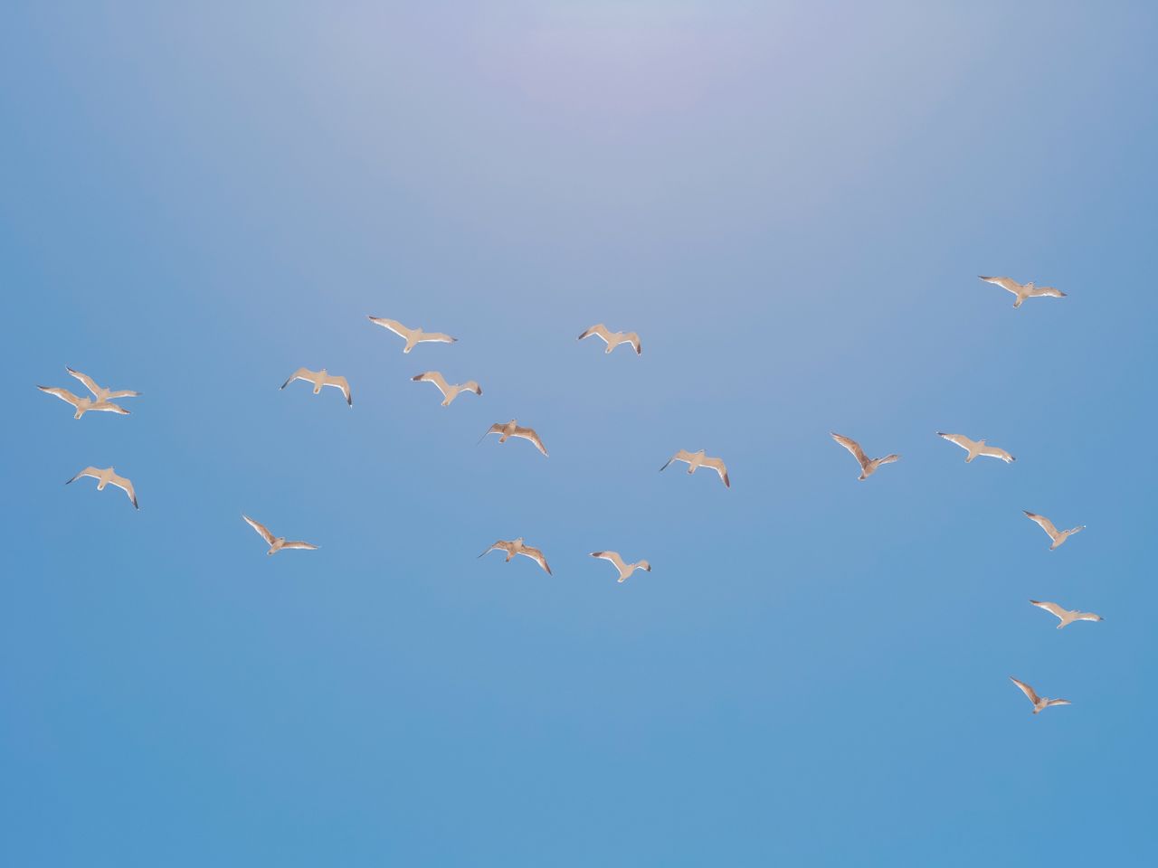 a flock of seagulls gracefully flying across a bright blue sky on a cl