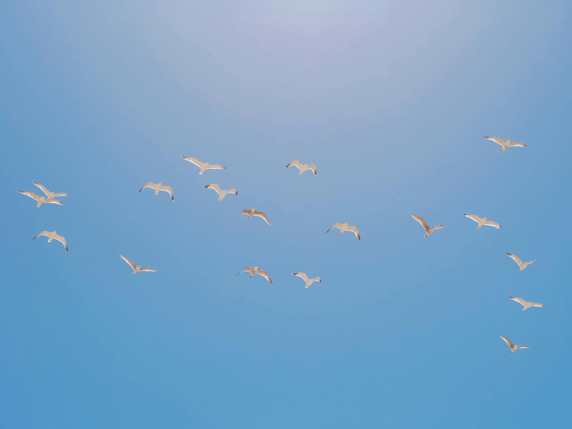 A flock of seagulls gracefully flying across a bright blue sky on a clear day.