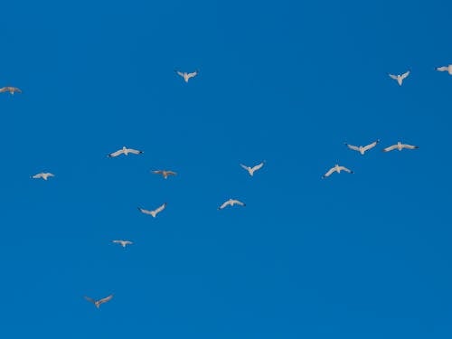 Free Birds Flying on the Blue Sky Stock Photo