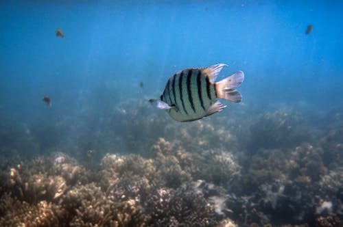 Fishes Underwater