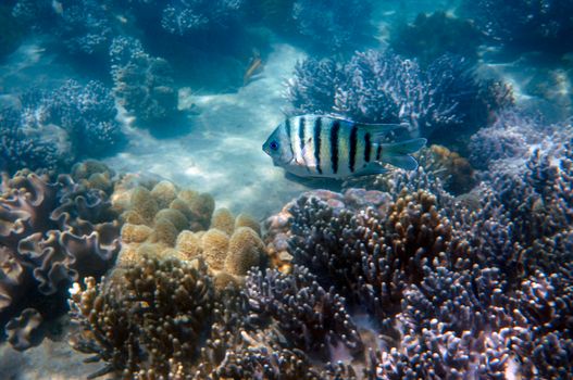 Lizard Island overnight (premium) — Great Barrier Reef