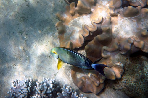 Underwater Photography of Fish Near Corals