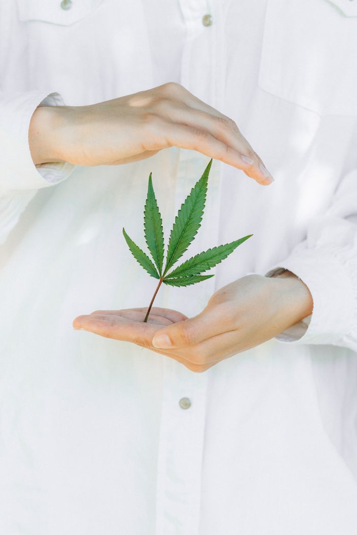 Hands holding a hemp leaf