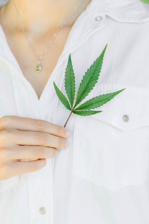 A Person Holding a Hemp Leaf 