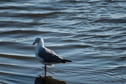 Free stock photo of calm water, ocean background, seagull